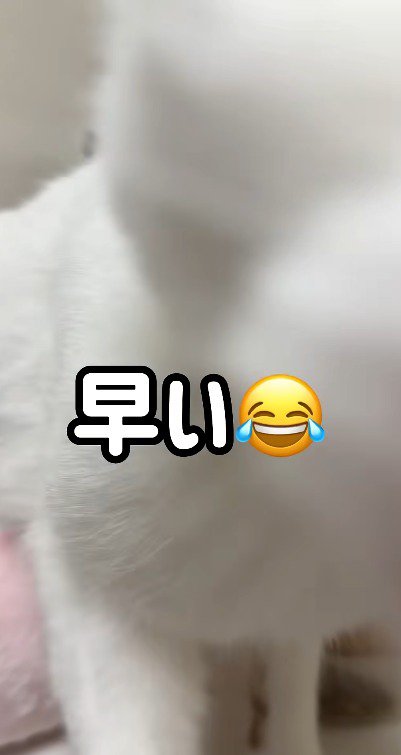 猫の俊敏な反応に驚く飼い主