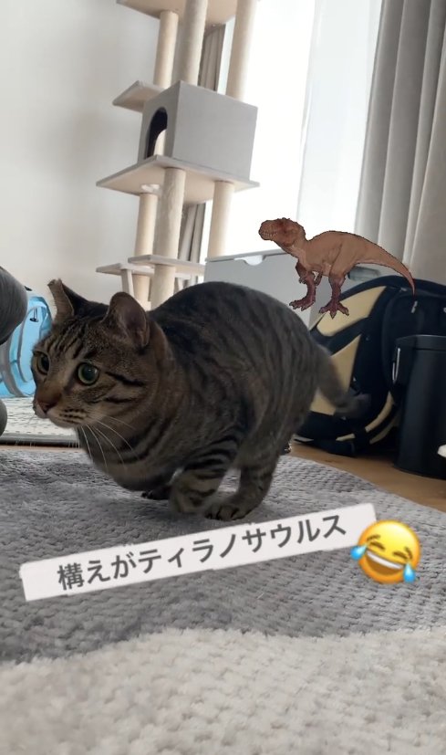両前足の先を丸めて屈んでいる尻尾がブレた猫