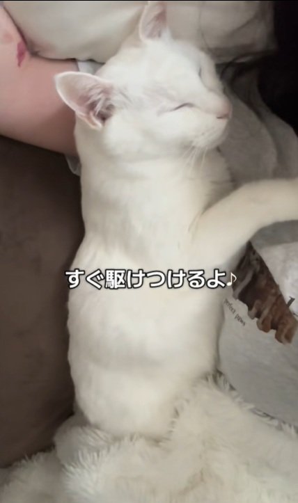 寝てる猫
