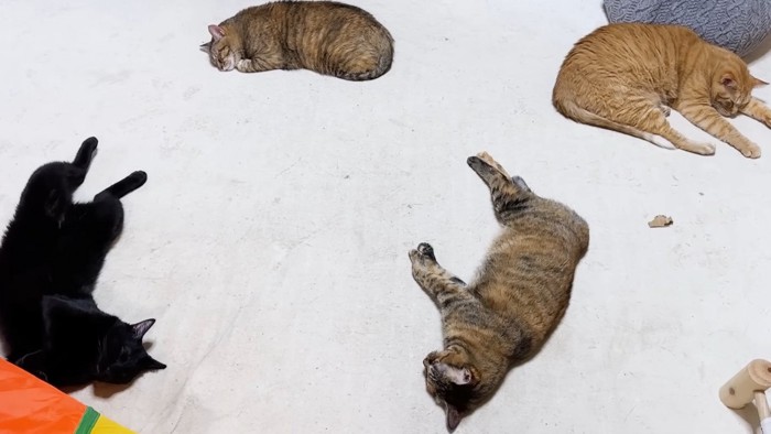 ホットカーペットですっかりくつろいで寝る4匹の猫