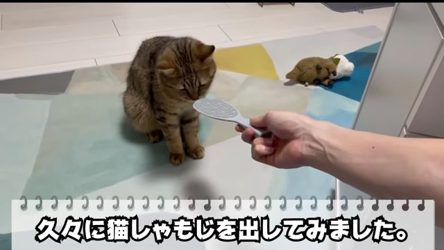 差し出されたしゃもじと猫