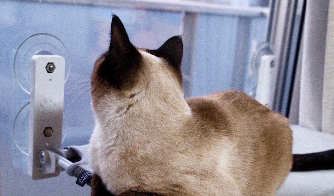 ハンモックの上のすずりちゃん