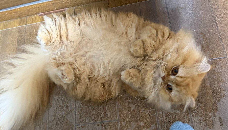 転がる猫（アップ）