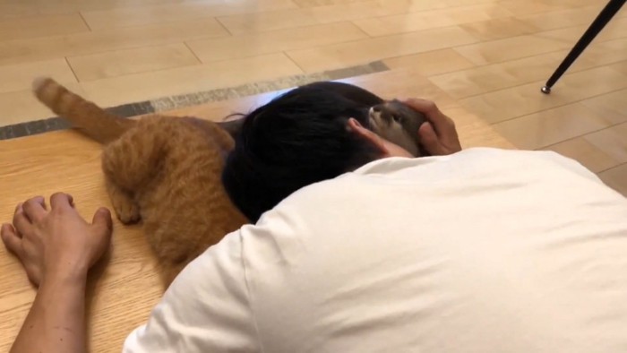 カワウソと茶トラ猫に顔をうずめるパパ