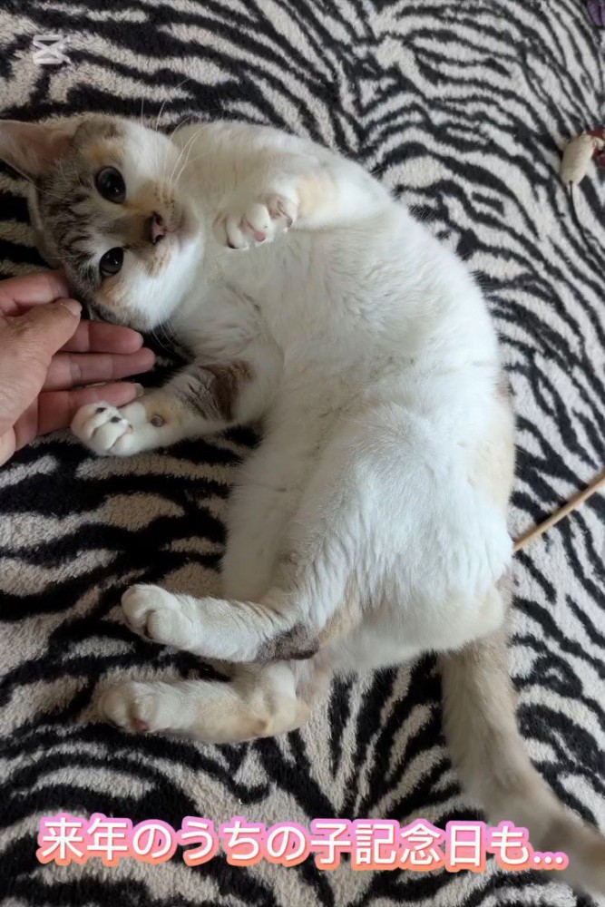 仰向けになる猫