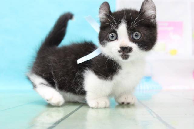 立っている子猫