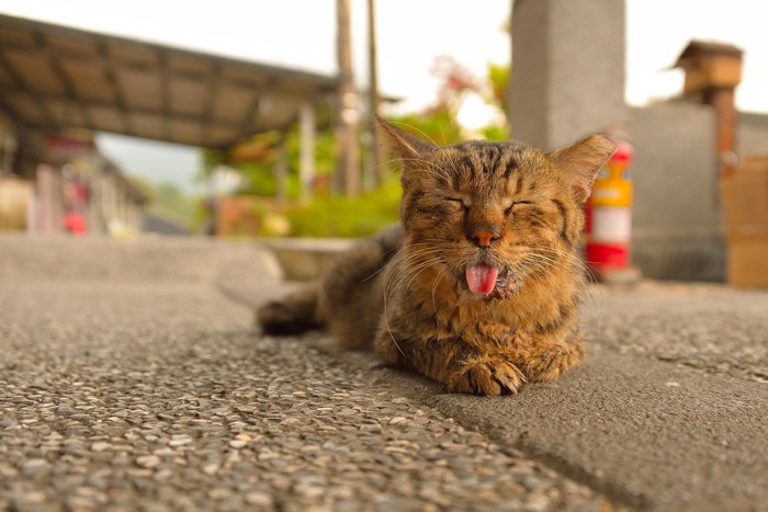 ベロを出している猫