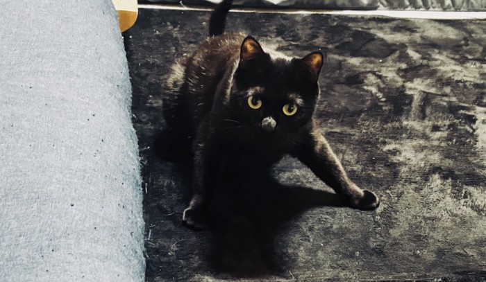 前足を踏ん張って立つ黒猫