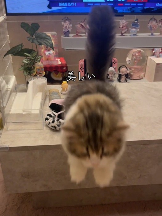しっぽを立ててジャンプする猫