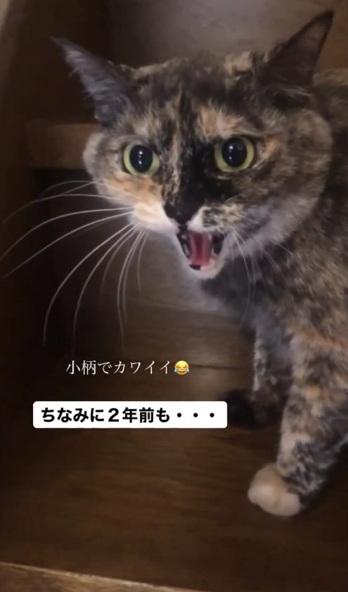 階段の途中で立ち止まって威嚇するサビ猫