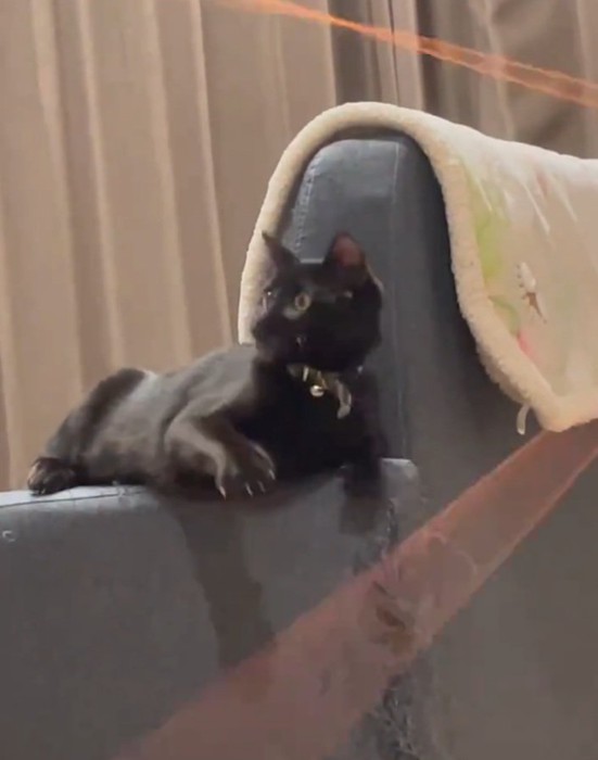 真剣な表情の黒猫