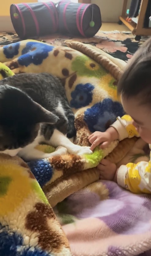 前足を赤ちゃんに触られ俯いている猫