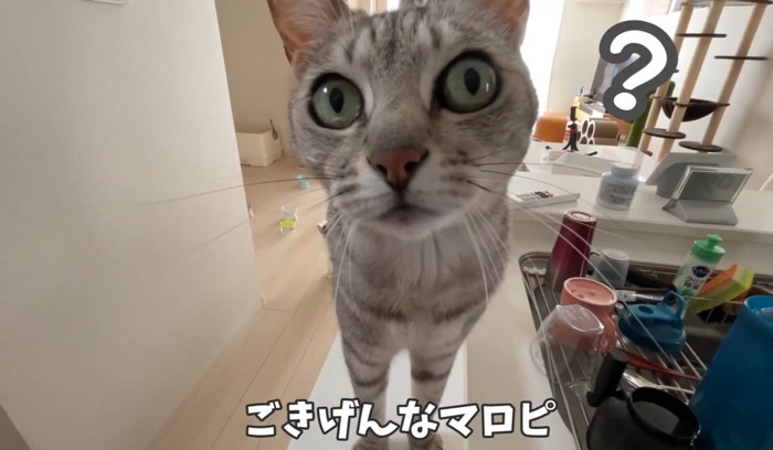 ？のサバトラ猫