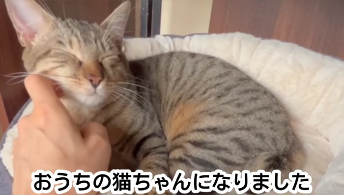 おうちの猫ちゃんに