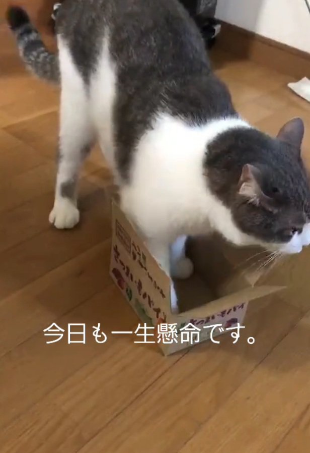 箱に足を突っ込む猫