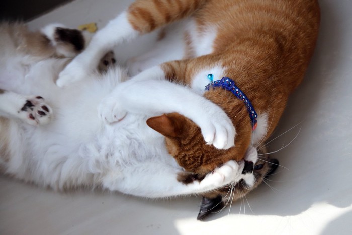 とっくみあいの猫