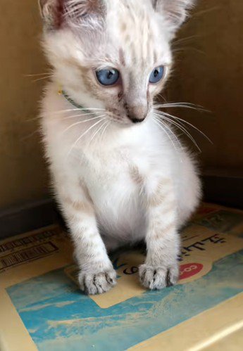 座っている子猫