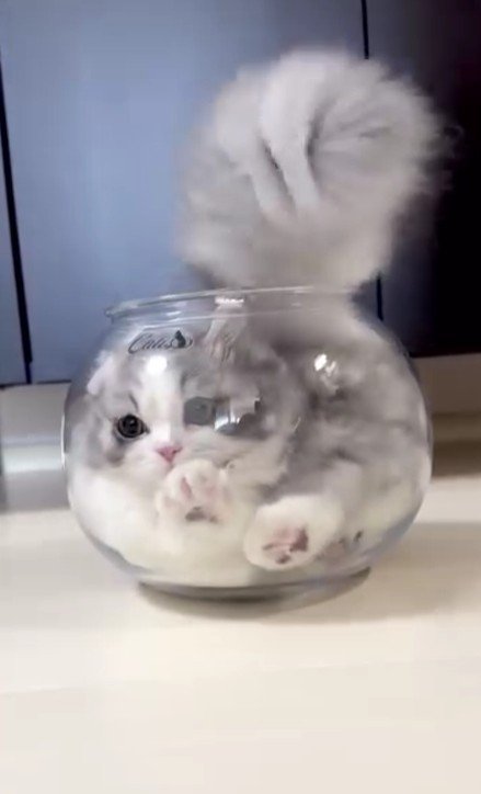 猫鉢に入った猫