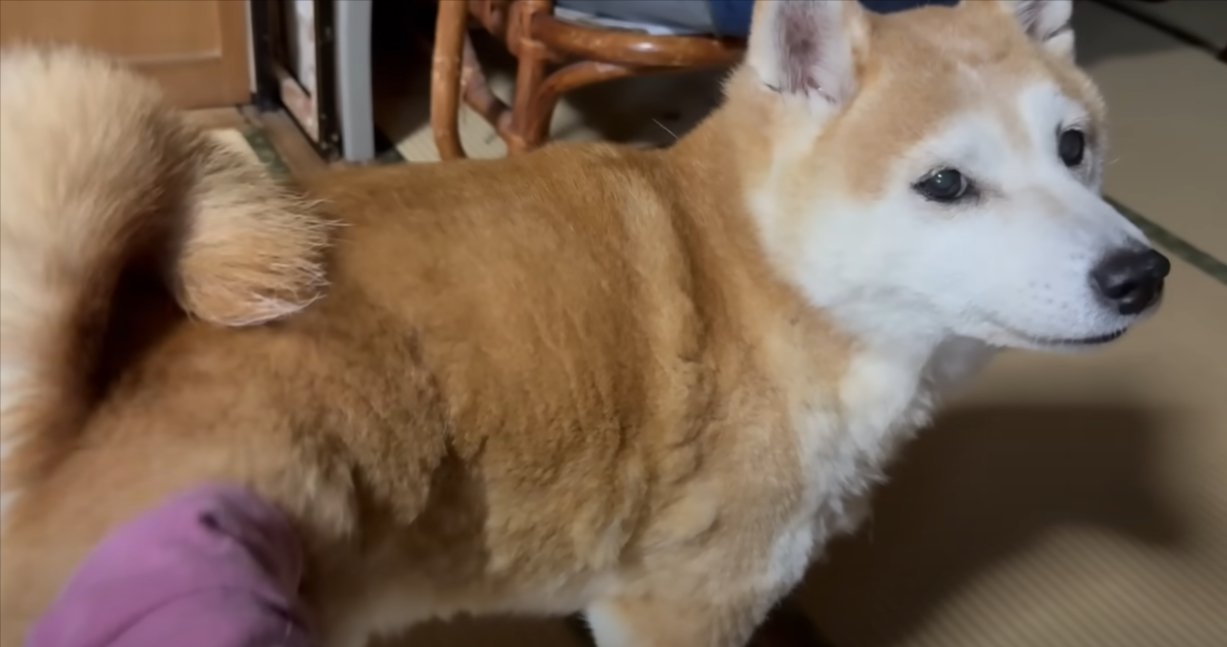 立ってこちらを振り返る柴犬