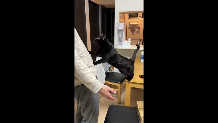 両前足をお腹に(右前足が上)