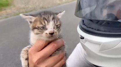 イカ耳の子猫