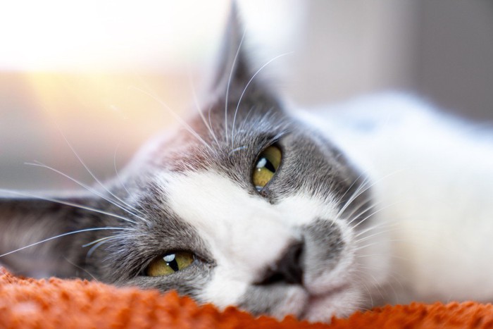 物思いに耽る猫