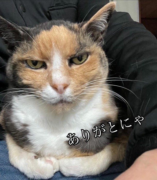 三毛猫