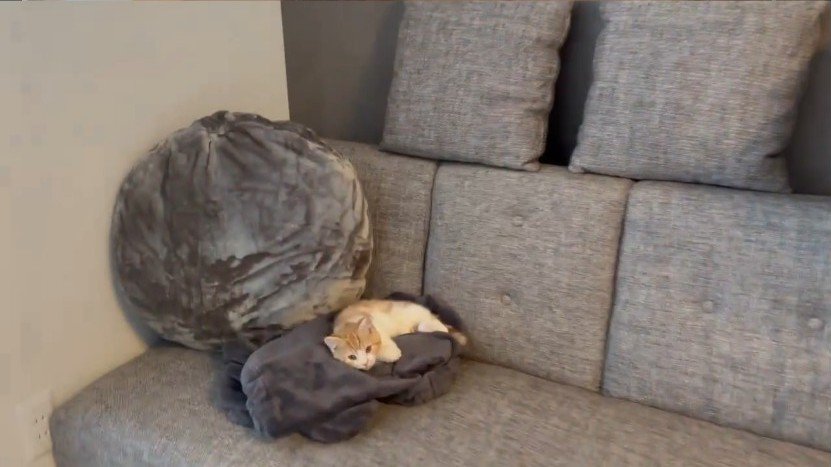 ソファーにいる猫