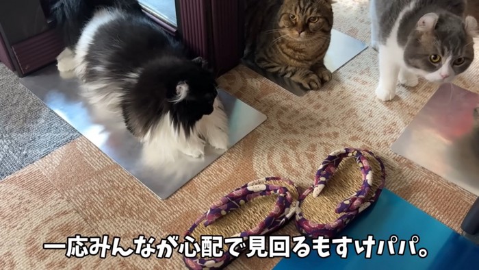 上を見上げる猫とアルミの上にいる猫2匹