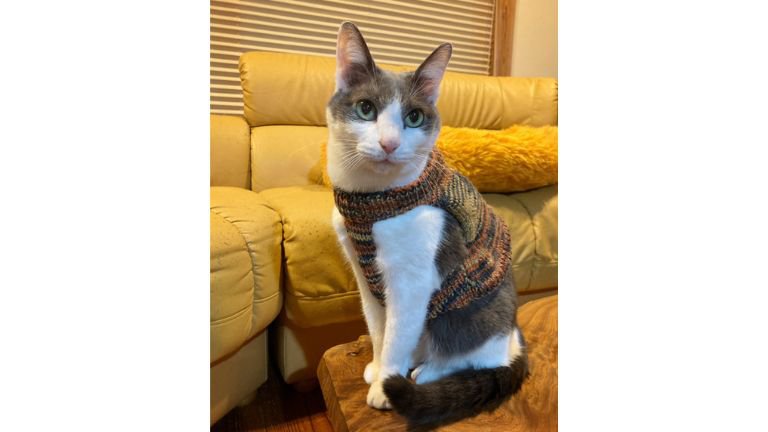 ニットを着ている猫