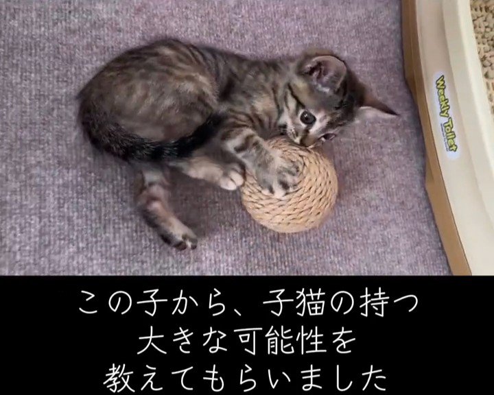 おもちゃで遊ぶ子猫