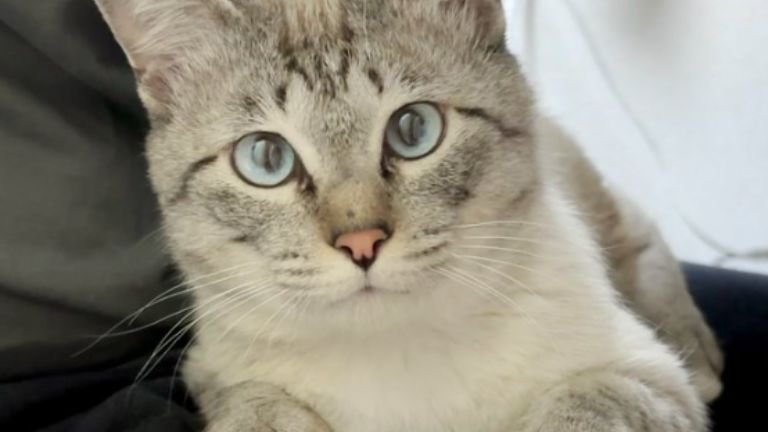 膝に乗っている猫