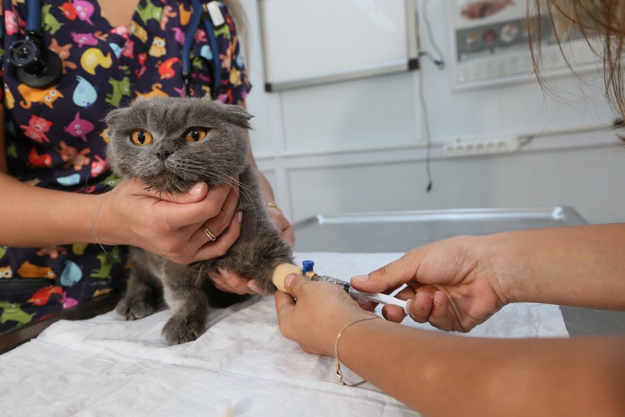 治療を受ける猫