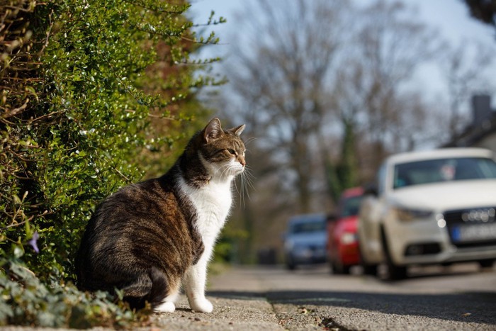 交通量の多い道路を渡ろうとする猫