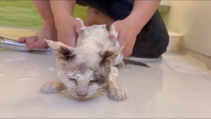 男性にシャンプーされる汚れた猫
