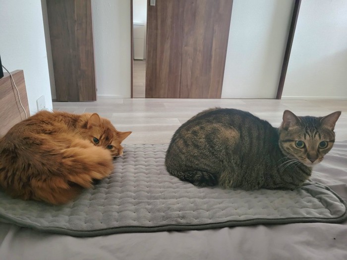 茶色の猫とキジトラ猫