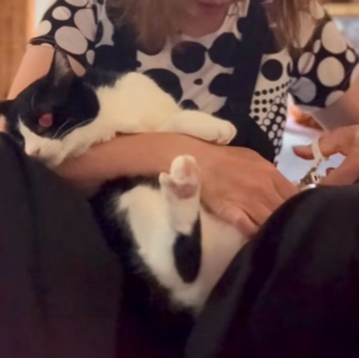 飼い主の膝の上で脱力する猫