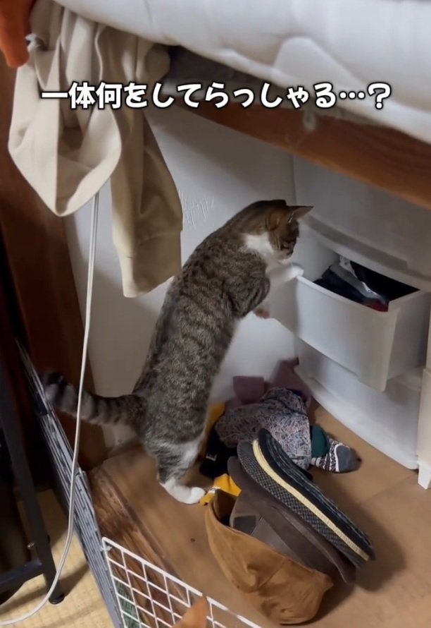 タンスを見る猫
