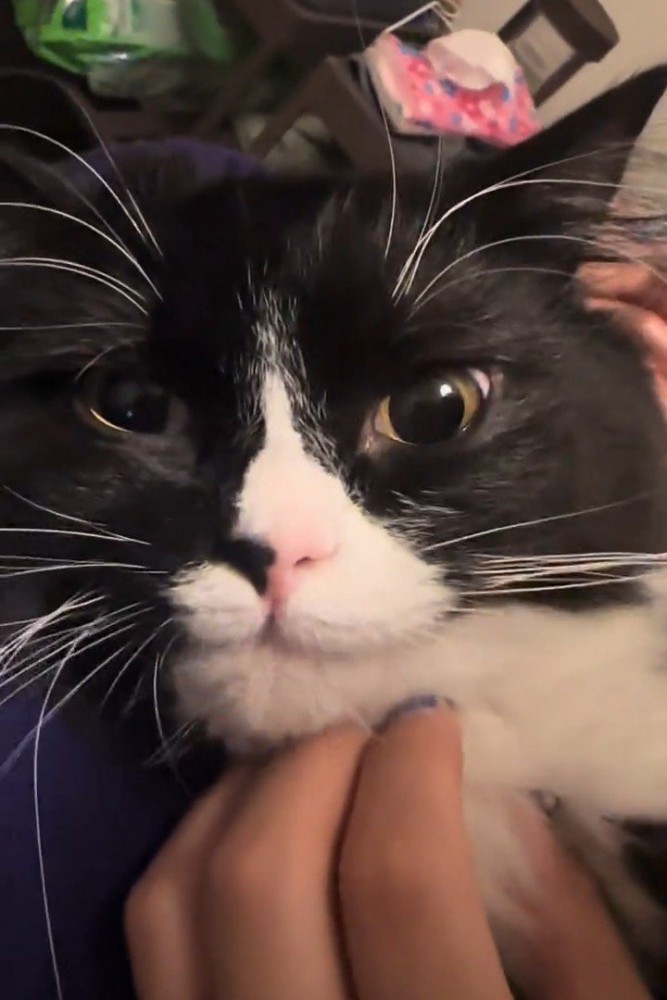 カメラ目線の猫