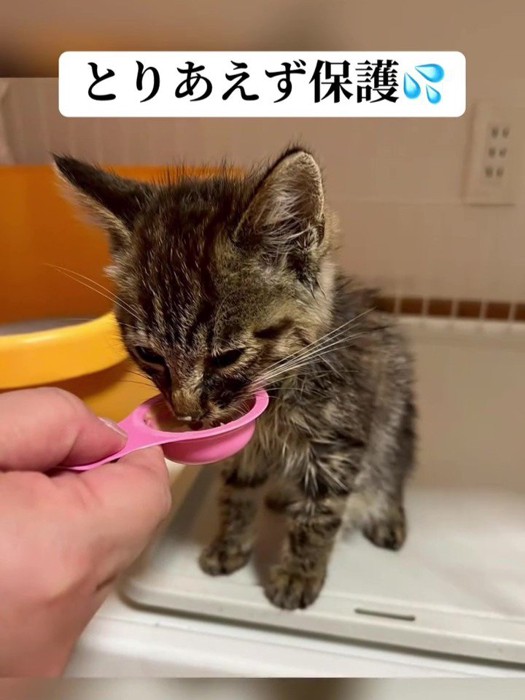 おやつを食べる子猫