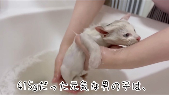 シャワーで洗われる猫