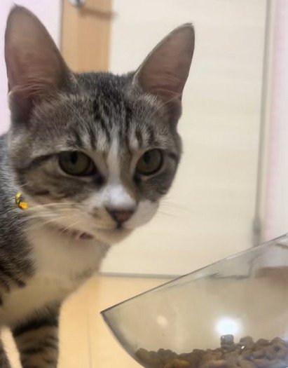 ごはんを食べる子猫