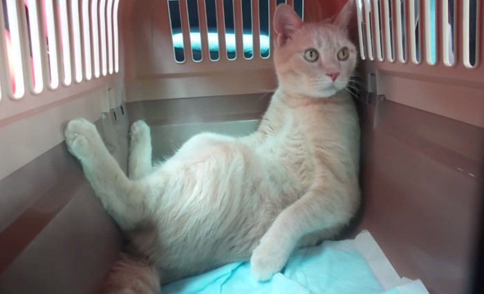 外を気にする猫