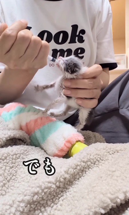 ミルクを飲む子猫