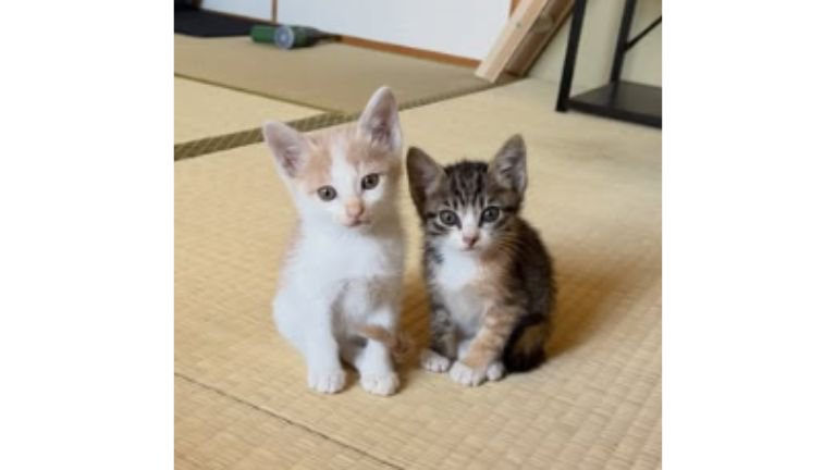 室内にいる猫