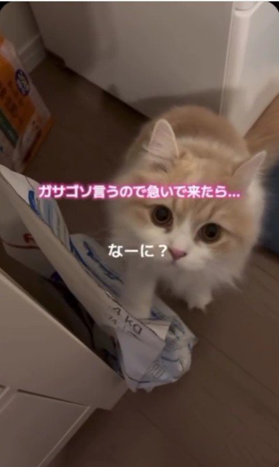 餌の袋をひっかいている猫