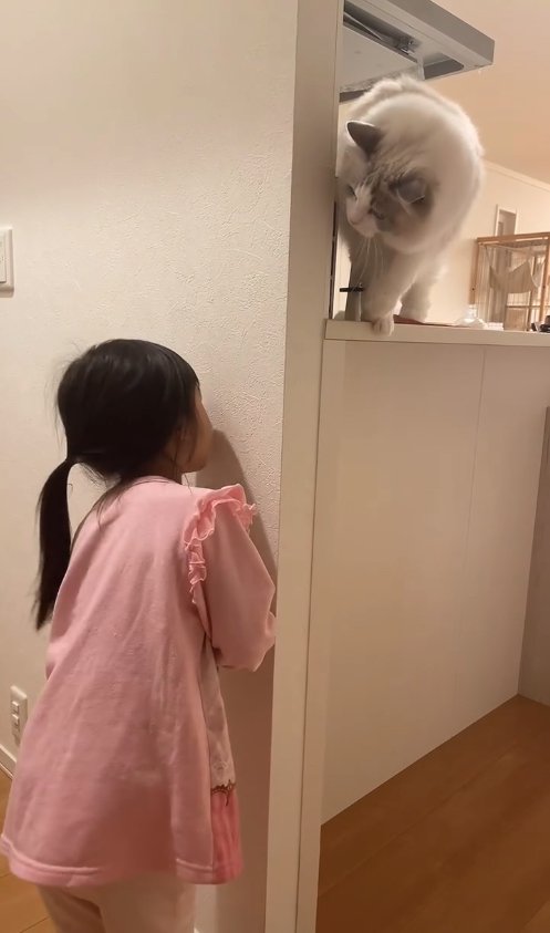 壁裏に隠れている子供を身を乗り出して覗き込む猫