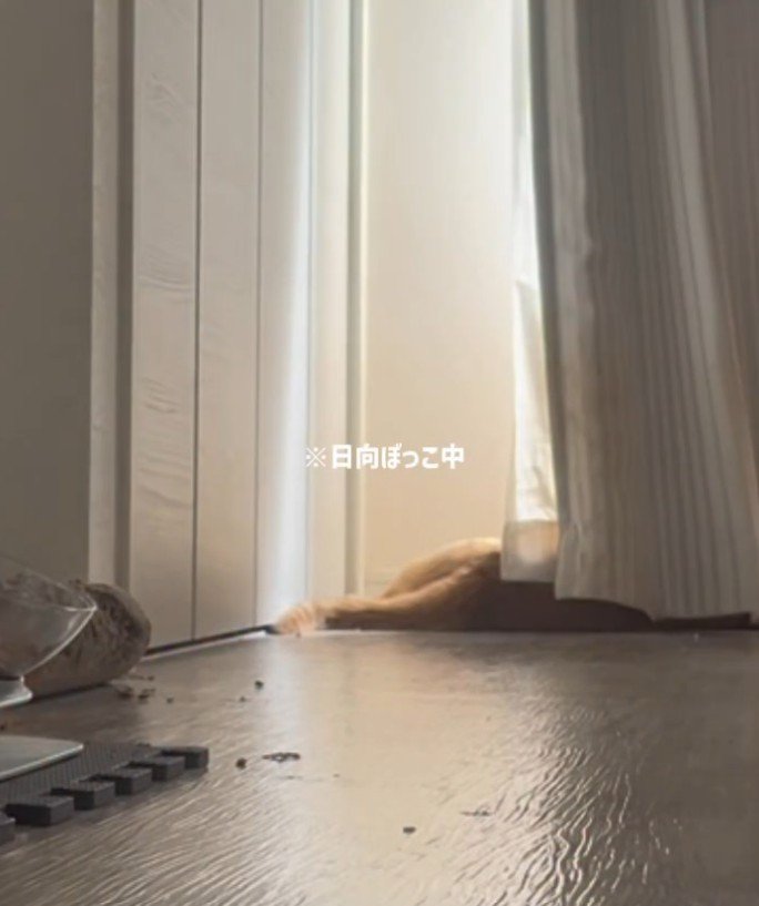 日向ぼっこする猫