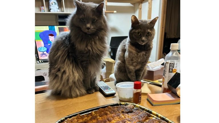 テーブルにいる猫たち