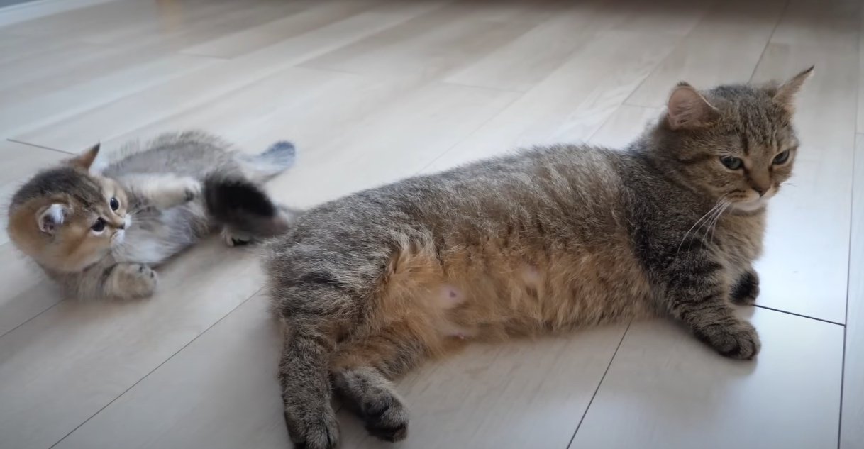 寝そべる猫のしっぽで遊ぶ子猫